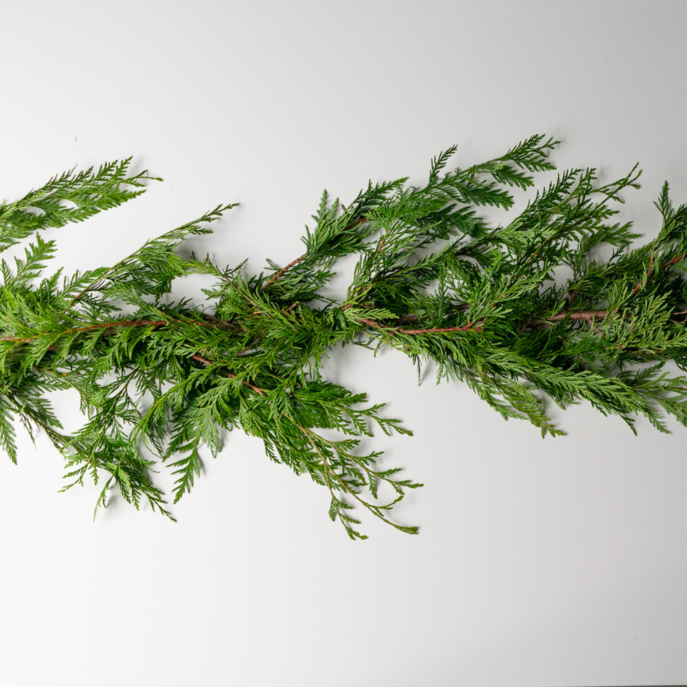 A garland of fresh cedar on a white background.