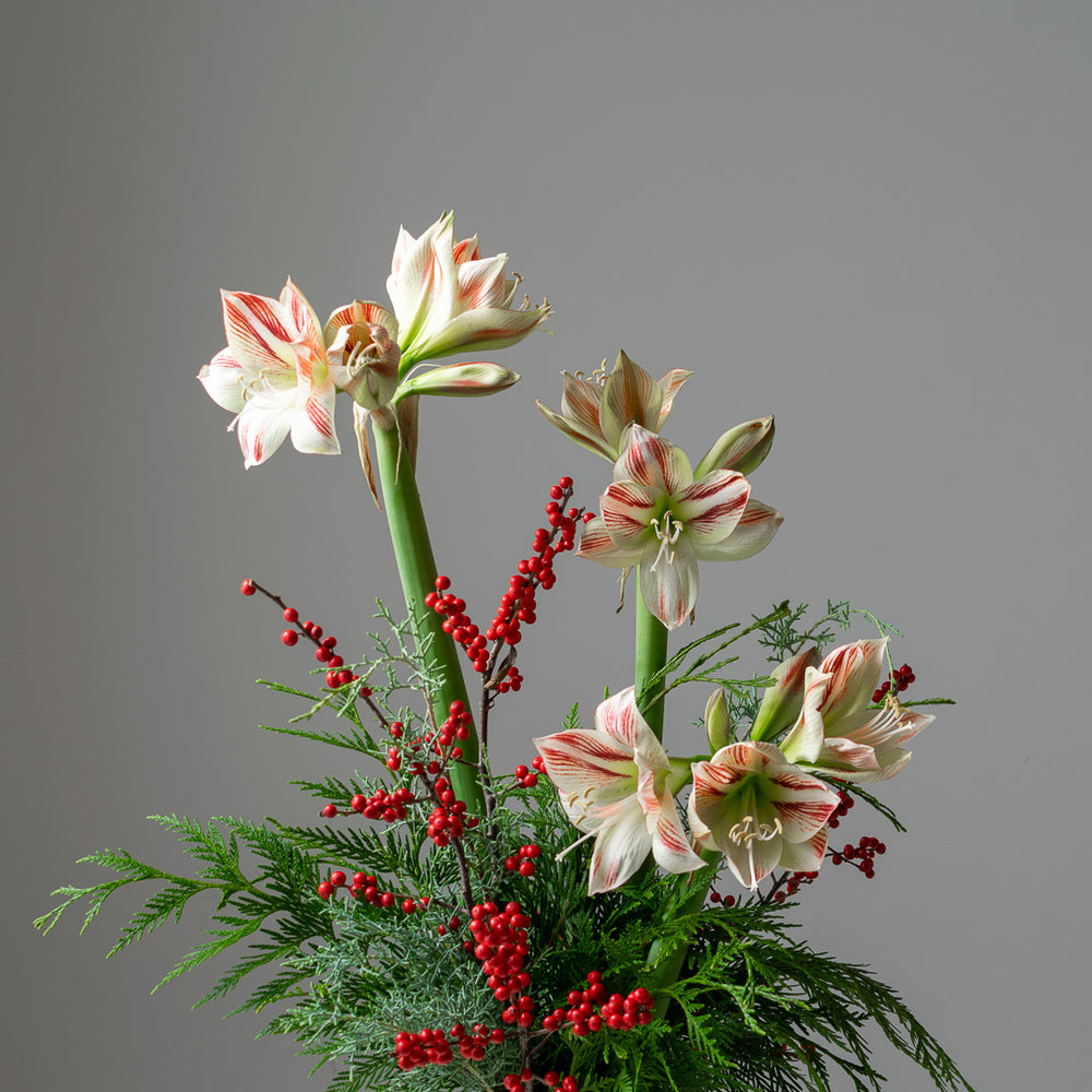 Nordica - Long Lasting Arrangement