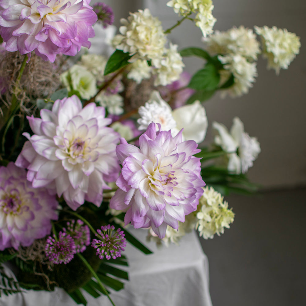 A close up of white and purple ombre chrysanthemums.
